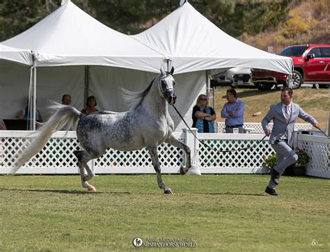 Versace horse breeder